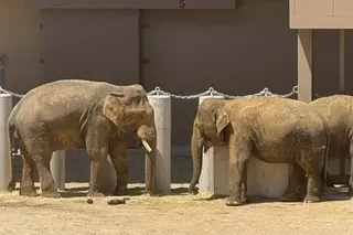 The three Malaysian elephants stand in their enclosure at the Tennoji Zoo in Osaka. Photo: Facebook/The Patriot Studio