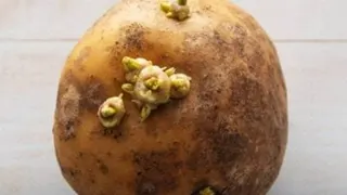 教授：非细菌霉菌  马铃薯龙葵碱不会传染