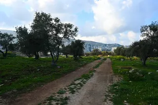 A track surrounded by trees at Tel Askar refugee camp