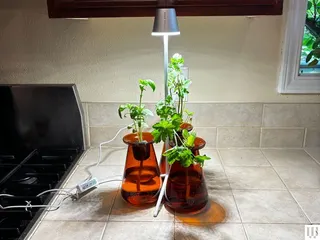 Image may contain: Lamp, Plant, and Potted Plant