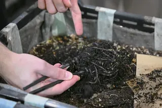 Earthworms in a wormery at Siloso Beach Resort.