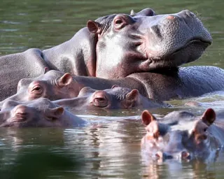 Hippos float in the lagoon at Hacienda Nápoles Park