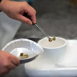 一雙手用鑷子將裸蓋菇放進器皿中