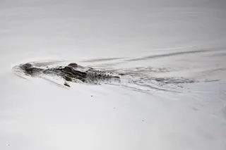 Saltwater crocodiles have the strongest bite of any animal on earth, and are able to slam their jaws shut with 260kg per sq cm of force.