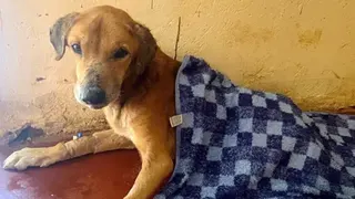 BBC A sandy-coloured dog looks at the camera. A chequered blue blanket is covering some of his body.