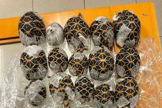 Indian star tortoises confiscated from a woman attempting to travel with them at Suvarnabhumi International Airport in Bangkok on Wednesday. Photo: Thailand’s Department of National Parks, Wildlife and Plant Conservation / AFP