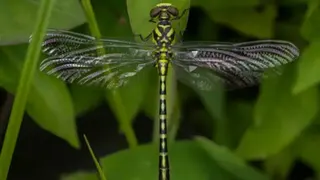 Chatur Ullu Lab Cyclogomphus ypsilon, a species of dragonfly, are classified as 'vulnerable' on the IUCN Red List