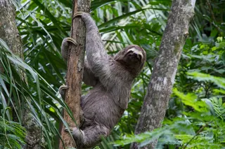 A brown-throated sloth on a tree in Santa Cruz, Bolivia.