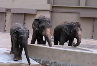 Amoi, Kelat and Dara drink from a concrete pool at the Elephants at the Tennoji Zoo. Photo: Threads/cutehanxyu