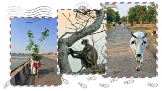 Animals on the road, a monkey in the tree and a bicycle laden with greenery