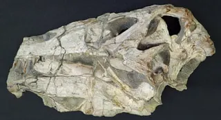 Fossil skull of Irritator challengeri in left lateral view.