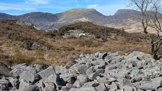 A rock-strewn piece of ground with scruffy trees and heather, from a mountainside in Wales.