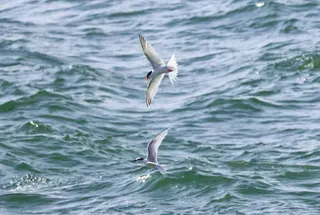 Terns are seabirds with typically white or light grey streamlined bodies, long pointed bills and forked tails. Photo: Handout