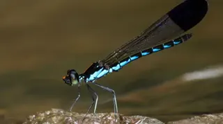Chatur Ullu Lab Myristica sapphire is a damselfly species that's endemic to the Western Ghats