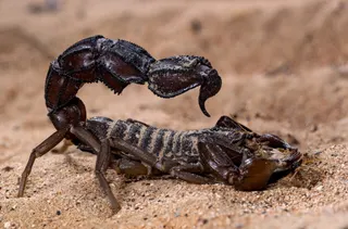 A sandy environment with a large brown scorpion shown in profile.