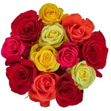 Dozen Rainbow Roses, Colors May Vary
