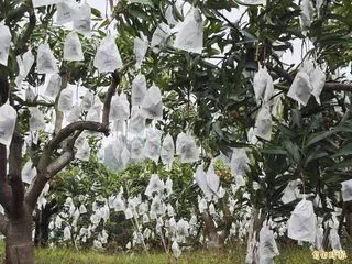 台南愛文芒果多已完成套袋，數量密集，將迎來豐收的一年。(記者吳俊鋒攝)