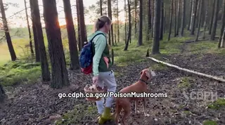 California officials warn of wild mushroom poisoning