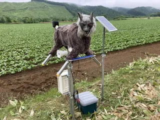 日本去年熊襲致死人數創新高後，北海道一家生產凶惡外型機器狼的公司接獲大量訂單。這款產品名為「怪獸狼」（圖），功能如同稻草人。（圖取自太田精器網頁wolfkamuy.com）