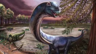 Reuters Artist reconstruction of the Nagatitan, a dark blue long-necked dinosaur eating leaves from a tree.