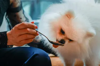 One-year-old Loulou is a regular at the bakery