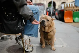 Paris is home to an estimated 100,000 dogs