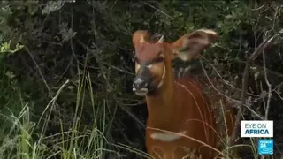 Kenyan conservationists reintroduce rare 'ghost of the forest' antelope