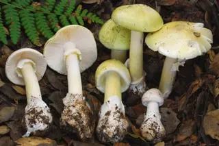 Several Death Cap mushrooms with yellowish-green caps and white stems emerge from leaf litter