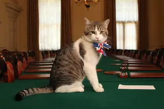 英國內閣辦公室首席捕鼠大臣賴瑞（Larry） 圖：翻攝自英國政府官網