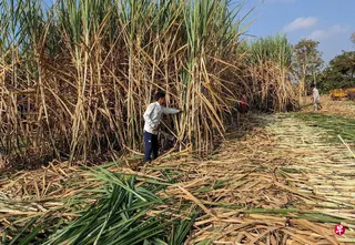 印度是全球第二大食糖生产国。图为印度马哈拉施特拉邦的农民割收甘蔗。 （路透社档案照片）