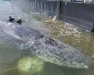 Humpback whale swims into barge while two men swims next to it