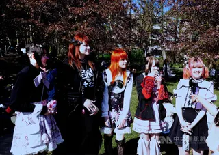 花見節多位當地少女盛裝打扮，以日本流行文化中的病系（Yami-kawaii）視覺風格與特色服飾亮相，並在現場接受中央社訪問。中央社記者巫祈麟赫爾辛基攝　115年5月16日