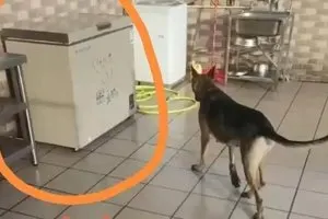 廣東男騙養逾20小狗供自家烈犬練撕咬 「死了還在搶」