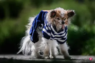 5月14日，名叫拉扎尔的蝴蝶犬摄于法国东部的维利勒佩卢。 （法新社）