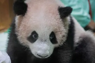 Nicknamed Rio, Satrio Wiratama, the first giant panda born in Indonesia, plays inside an enclosure at Taman Safari Indonesia ahead of his public debut later this month. — AFP pic