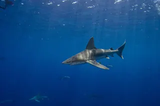 Shark attack leaves man critically injured off Western Australia coast