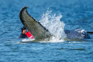 Helpers use straps to try to pull a stranded humpback whale in Fährdorf, Germany, in April. Photo: dpa via AP
