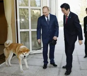 日俄狗狗外交象徵 秋田犬「夢」衰老過世