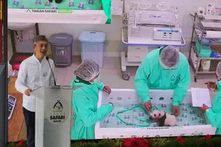 ▲「里約」（Rio）去年11月出生於印尼西爪哇省。（圖／美聯社／達志影像）
