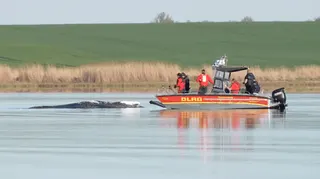 Rescue efforts for Timmy the whale.
