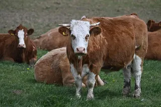 A hiker was attacked and killed by a herd of cows in Austria on Sunday. Photo: AFP