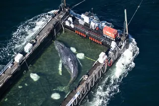 The rescued humpback whale nicknamed ‘Timmy’ by German press, is seen in a special barge along the Danish coastline en route to the North Sea on April 29, 2026 after it beached on a sandbank near the city of Luebeck, in late March. The humpback whale has been found dead near a Danish island, officials said on May 16, 2026. — dpa/AFP/Germany OUT pic