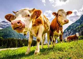 Authorities said the reasons for the animals’ aggressive behaviour remain unclear. — FooTToo/Shutterstock pic