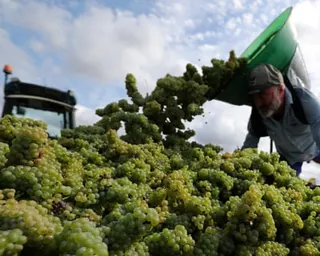 A picker unloads harvested grapes into a container