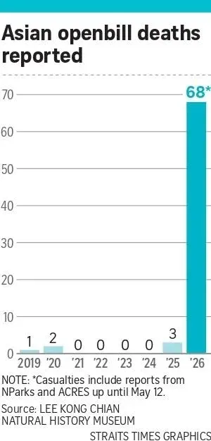 Graph on Asian openbill deaths reported.