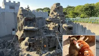 日本市川市动植物园中饲养日本猕猴的“猴山”周日遭2名美国人闯入，引发社会上的愤怒。右下图是超人气的猕猴“Panchi君”（图取自市川市动植物园X帐号）