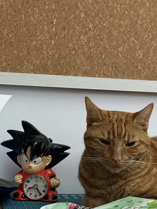 Alexis Ong's ginger cat looking demure, next to a Goku alarm clock.