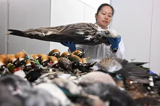 Dr Tan Yen Yi, assistant senior curator of birds at the Lee Kong Chian Natural History Museum, holding a Himalayan griffon vulture specimen collected during the recent migratory bird season between 2025 and 2026.