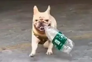French Bulldog Xiaobai, above, doing what he does best, collecting used plastic bottles. Photo: Weibo