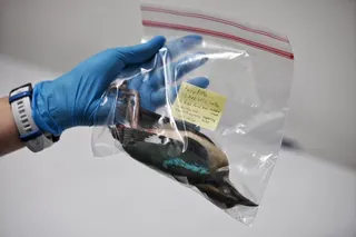 A fairy pitta collected during the recent migratory bird season between 2025 and 2026.